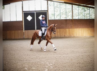 Westfaal, Merrie, 8 Jaar, 153 cm, Vos