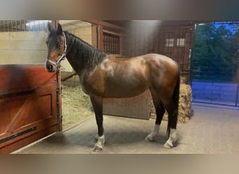 Westfaal, Merrie, 8 Jaar, 157 cm, Roodbruin