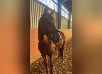 Westfaal, Merrie, 8 Jaar, 160 cm, Vos