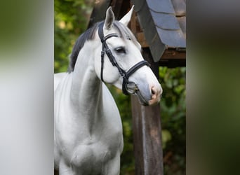 Westfaal, Merrie, 8 Jaar, 161 cm, Schimmel