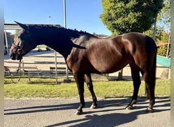 Westfaal, Merrie, 8 Jaar, 163 cm, Zwartbruin
