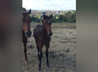 Westfaal, Merrie, 8 Jaar, 164 cm, Bruin