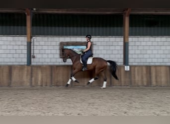 Westfaal, Merrie, 8 Jaar, 165 cm, Donkerbruin