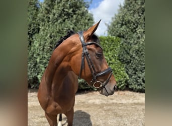 Westfaal, Merrie, 8 Jaar, 165 cm, Donkerbruin