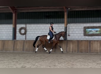 Westfaal, Merrie, 8 Jaar, 165 cm, Donkerbruin
