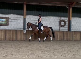 Westfaal, Merrie, 8 Jaar, 165 cm, Donkerbruin