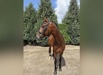 Westfaal, Merrie, 8 Jaar, 165 cm, Donkerbruin
