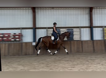 Westfaal, Merrie, 8 Jaar, 165 cm, Donkerbruin