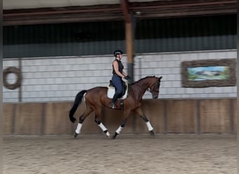 Westfaal, Merrie, 8 Jaar, 165 cm, Donkerbruin
