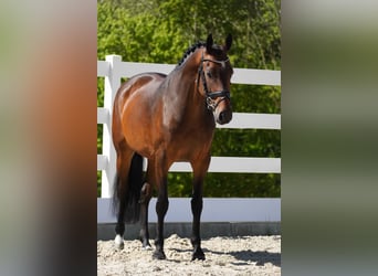 Westfaal, Merrie, 8 Jaar, 165 cm, Donkerbruin