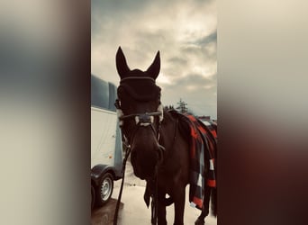 Westfaal, Merrie, 8 Jaar, 165 cm, Donkerbruin