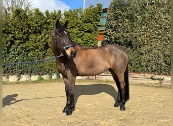 Westfaal, Merrie, 8 Jaar, 165 cm, Donkerbruin