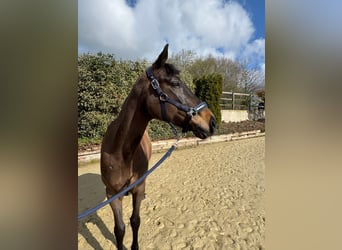 Westfaal, Merrie, 8 Jaar, 165 cm, Donkerbruin