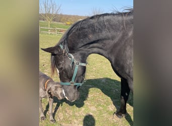 Westfaal, Merrie, 8 Jaar, 165 cm, Zwart