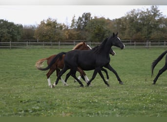 Westfaal, Merrie, 8 Jaar, 165 cm, Zwart