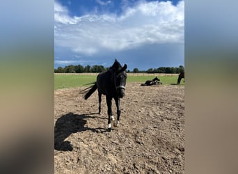 Westfaal, Merrie, 8 Jaar, 165 cm, Zwartbruin