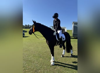 Westfaal, Merrie, 8 Jaar, 166 cm, Zwartbruin