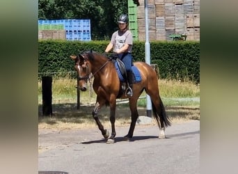 Westfaal, Merrie, 8 Jaar, 167 cm, Bruin