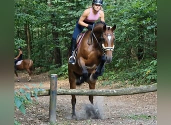Westfaal, Merrie, 8 Jaar, 167 cm, Bruin