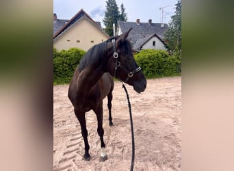 Westfaal, Merrie, 8 Jaar, 167 cm, Zwart