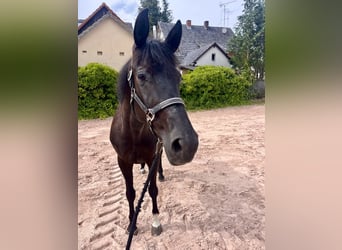 Westfaal, Merrie, 8 Jaar, 167 cm, Zwart