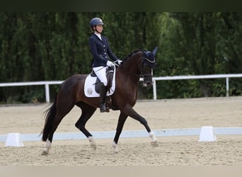 Westfaal, Merrie, 8 Jaar, 167 cm, Zwartbruin