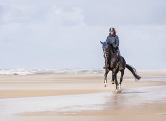 Westfaal, Merrie, 8 Jaar, 167 cm, Zwartbruin