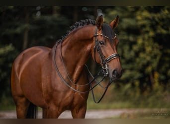 Westfaal, Merrie, 8 Jaar, 168 cm, Bruin