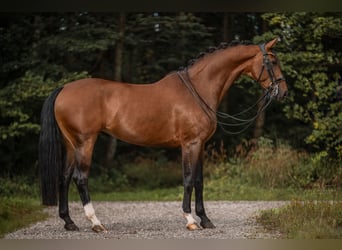 Westfaal, Merrie, 8 Jaar, 168 cm, Bruin