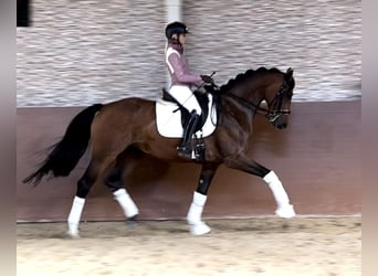 Westfaal, Merrie, 8 Jaar, 168 cm, Bruin