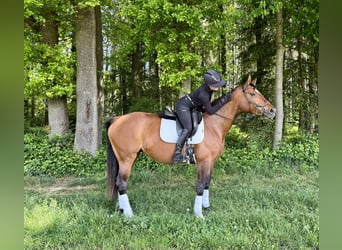 Westfaal, Merrie, 8 Jaar, 168 cm, Bruin