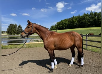 Westfaal, Merrie, 8 Jaar, 168 cm, Bruin
