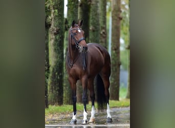 Westfale, Stute, 8 Jahre, 168 cm, Brauner