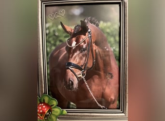 Westfaal, Merrie, 8 Jaar, 168 cm, Bruin