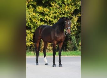 Westfale, Stute, 8 Jahre, 168 cm, Brauner