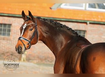 Westfaal, Merrie, 8 Jaar, 168 cm, Bruin