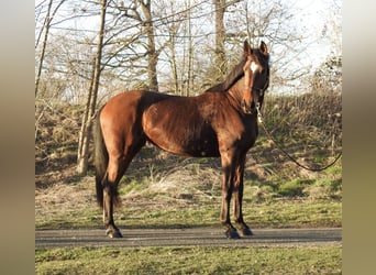 Westfaal, Merrie, 8 Jaar, 168 cm, Bruin