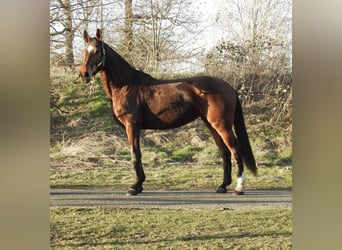 Westfaal, Merrie, 8 Jaar, 168 cm, Bruin