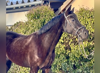 Westfaal, Merrie, 8 Jaar, 168 cm, Zwart