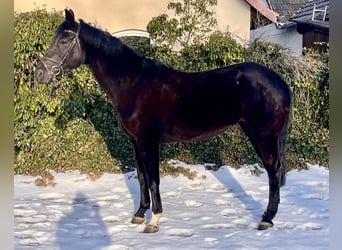 Westfaal, Merrie, 8 Jaar, 168 cm, Zwart