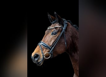 Westfaal, Merrie, 8 Jaar, 169 cm, Bruin