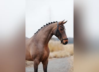 Westfaal, Merrie, 8 Jaar, 169 cm, Roodbruin