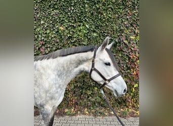 Westfaal, Merrie, 8 Jaar, 169 cm, Schimmel