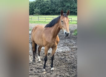Westfaal, Merrie, 8 Jaar, 170 cm, Bruin