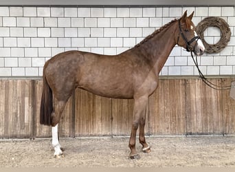 Westfaal, Merrie, 8 Jaar, 170 cm, Vos