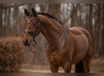 Westfaal, Merrie, 8 Jaar, 171 cm, Bruin