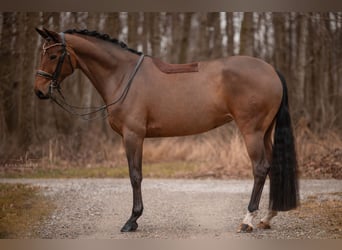 Westfaal, Merrie, 8 Jaar, 171 cm, Bruin