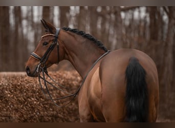 Westfaal, Merrie, 8 Jaar, 171 cm, Bruin