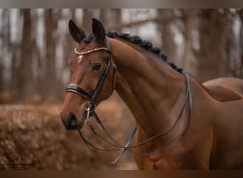 Westfaal, Merrie, 8 Jaar, 171 cm, Bruin