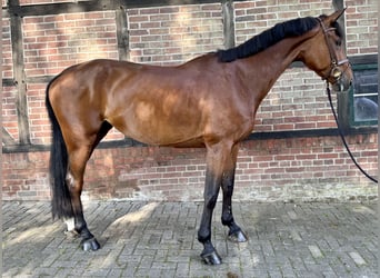 Westfaal, Merrie, 8 Jaar, 172 cm, Bruin